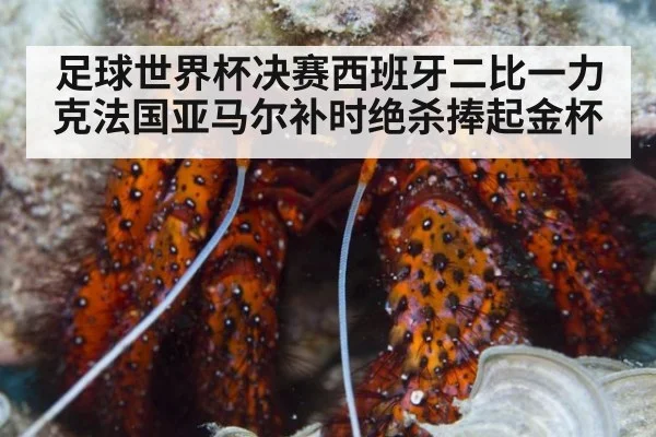 足球世界杯决赛西班牙二比一力克法国亚马尔补时绝杀捧起金杯